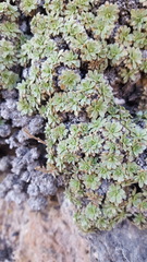 Petrophytum caespitosum caespitosum