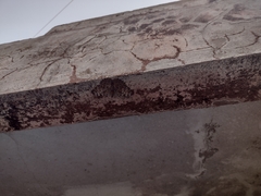 Hamadryas glauconome