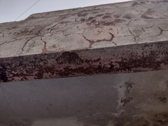 Hamadryas glauconome