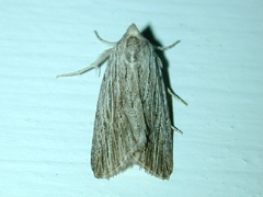 Catabena lineolata