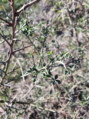 Calicotome spinosa