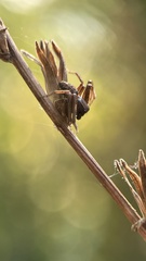 Spiracme striatipes