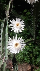 Acanthocereus tetragonus