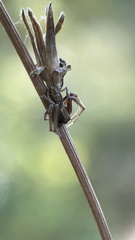 Spiracme striatipes