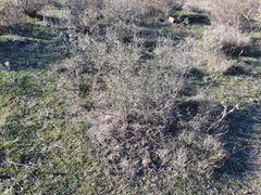 Calicotome spinosa