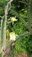 Acanthocereus tetragonus