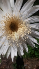 Acanthocereus tetragonus