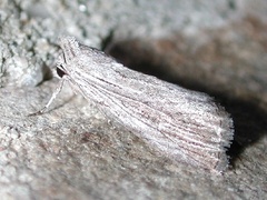 Catabena lineolata