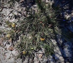 Isopogon prostratus