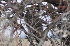 Bubo virginianus lagophonus