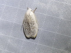 Durrantia piperatella