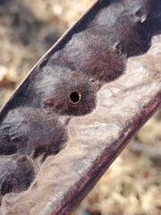 Acanthoscelides obtectus