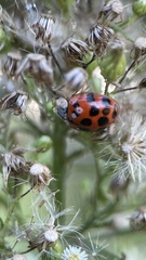 Harmonia axyridis