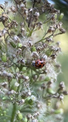 Harmonia axyridis