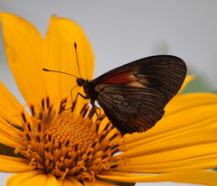 Altinote ozomene gabrielae