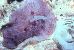 Peltodoris rubra