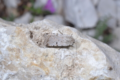 Chersotis margaritacea
