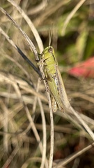 Glyptobothrus