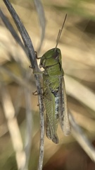 Glyptobothrus