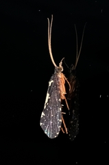 Polyplectropus