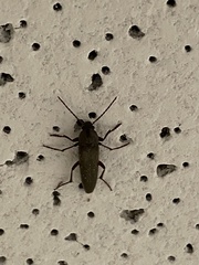 Enchodes sericea