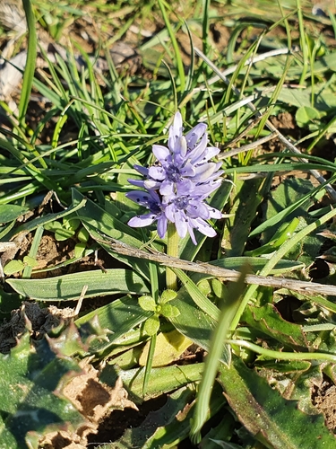 Hyacinthoides lingulata (Hyacinthoides lingulata)