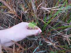 Proserpinaca pectinata