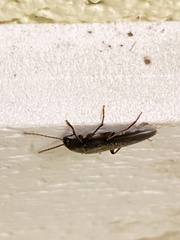 Enchodes sericea