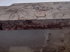 Hamadryas glauconome