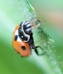 Hippodamia variegata