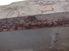 Hamadryas glauconome