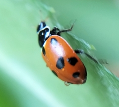 Hippodamia variegata