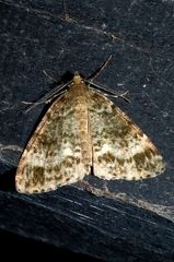 Pseudocoremia indistincta