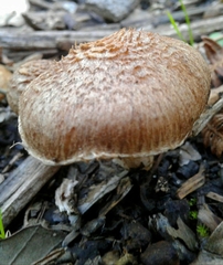 Inocybe lacera