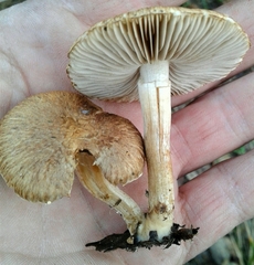 Inocybe lacera