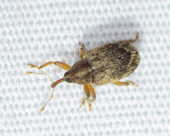 Lignyodes horridulus