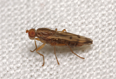 Opomyza germinationis