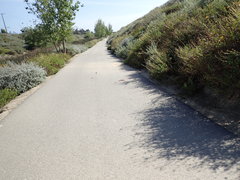 Masticophis flagellum piceus