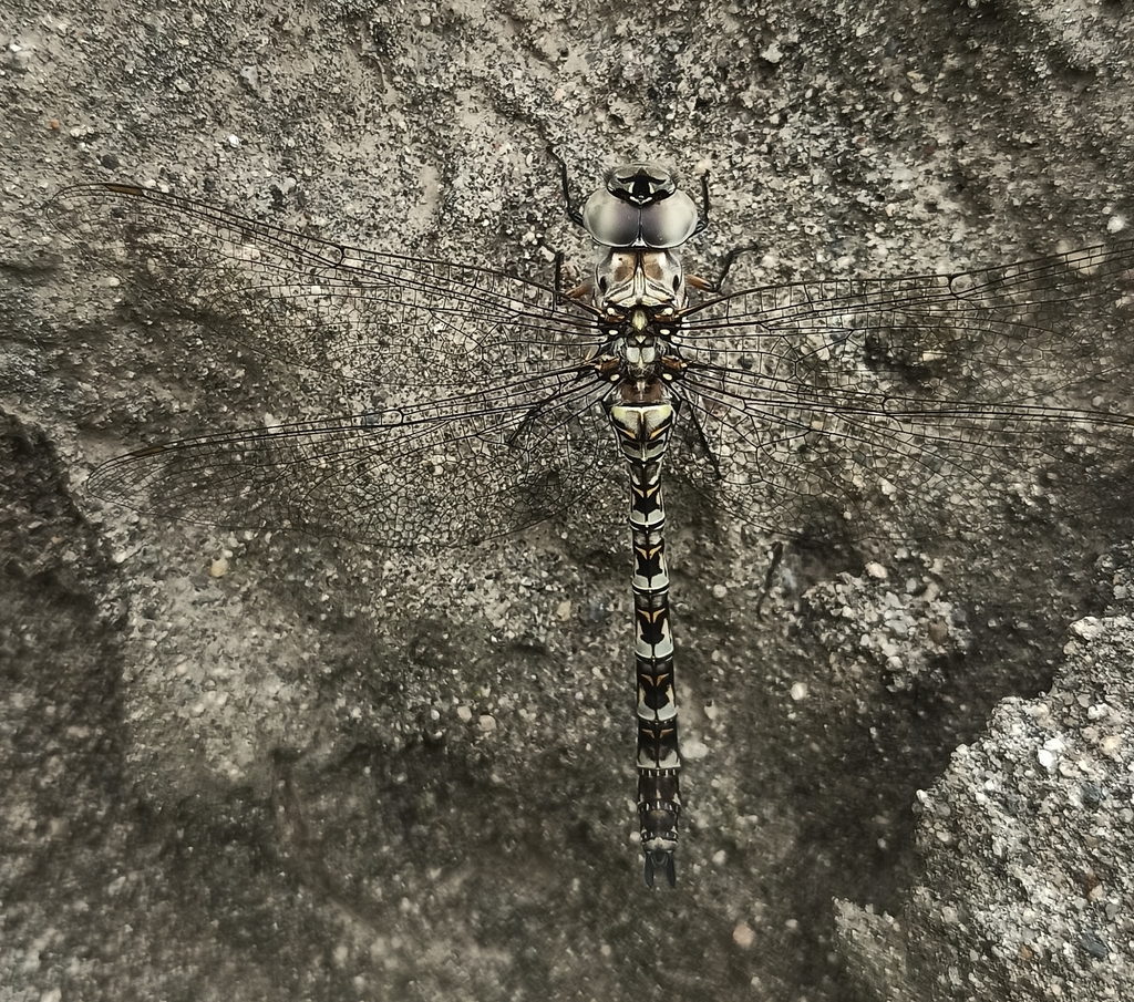 Rhionaeschna brevicercia