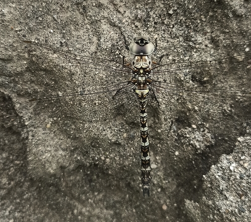 Rhionaeschna brevicercia