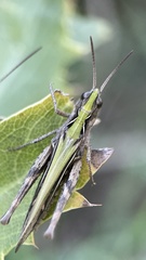 Glyptobothrus