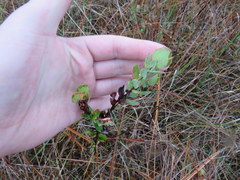 Hypericum myrtifolium