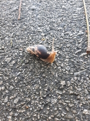 Limicolaria flammea