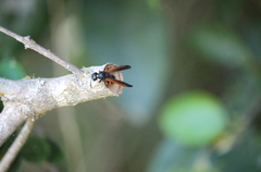 Protodiscoelius merula