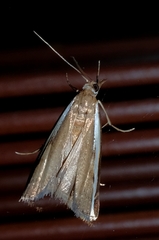 Orocrambus flexuosellus