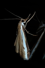 Orocrambus flexuosellus