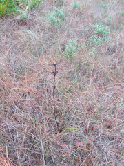 Eurybia eryngiifolia