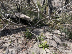 Banksia paludosa astrolux