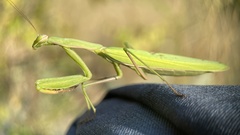 Mantis religiosa