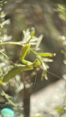 Mantis religiosa